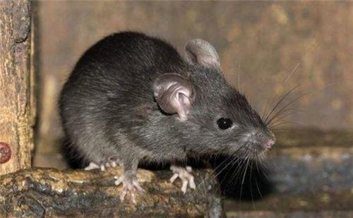 老鼠偷瓜吃,偷瓜老鼠的趣事一箩筐