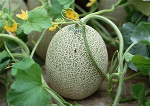 正畸人吃哈密瓜,哈密瓜的甜蜜矫正之旅