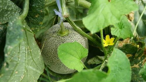 带你吃瓜东北夏天,带你吃遍夏日瓜果香