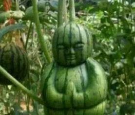 最新网络吃瓜,揭秘最新热门事件背后的真相与笑料