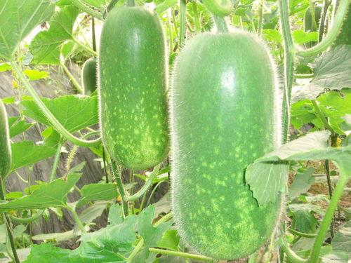 兴贤吃瓜,揭秘娱乐圈幕后故事