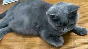 吃瓜猫大小s,揭秘娱乐圈的趣味互动