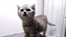 自在吃瓜喵,揭秘网络热点的趣味与真相