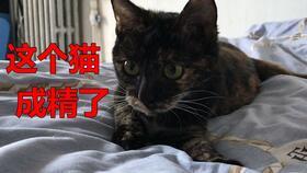 自在吃瓜喵,揭秘网络热点的趣味与真相