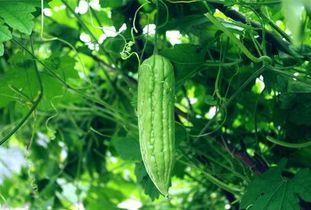 天天吃热瓜,天天畅享的美食之旅